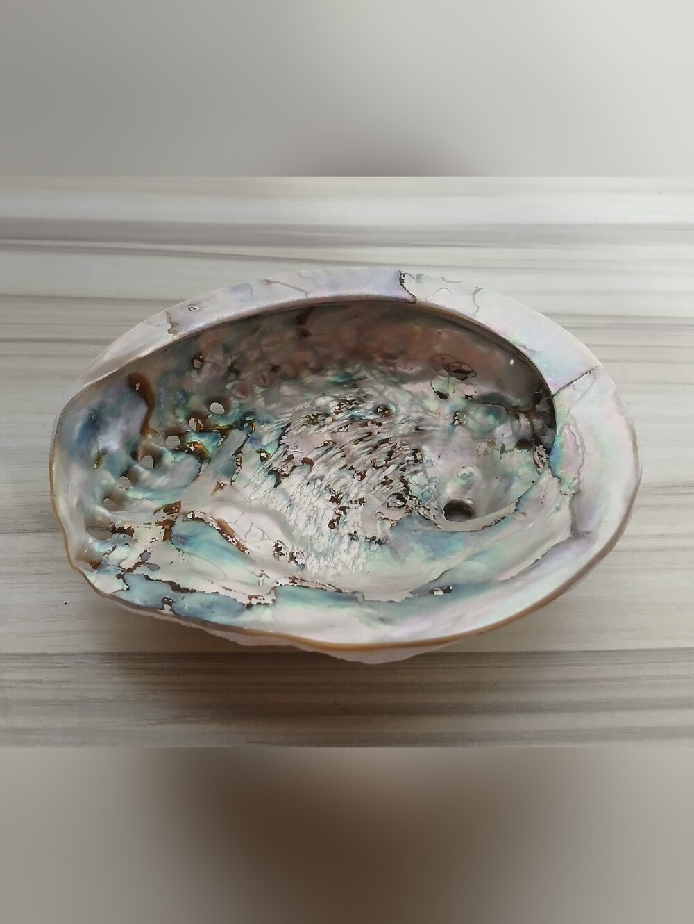 Genuine Abalone Shell